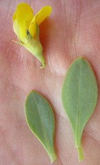Rafnia racemosa