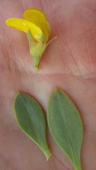Rafnia racemosa
