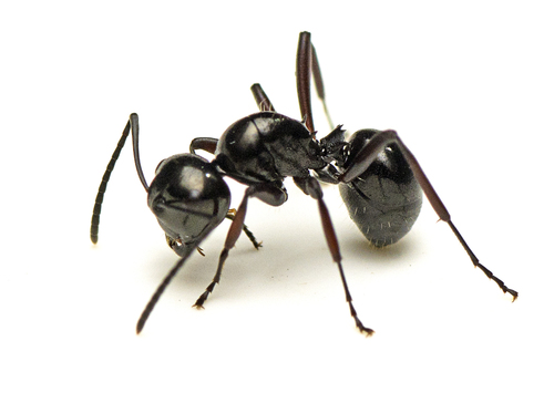 Dome-backed Spiny Ants (Cyrtomyrma)