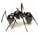 Dome-backed Spiny Ants - Photo (c) tjeales, some rights reserved (CC BY-SA), uploaded by tjeales