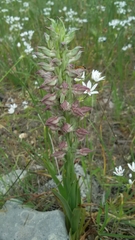 Anacamptis coriophora fragrans