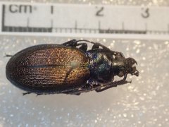 Carabus regalis regalis