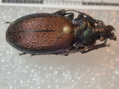 Carabus regalis regalis