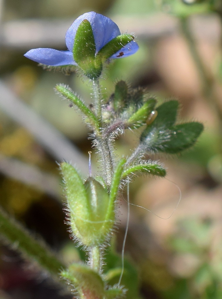 Breckland Speedwell