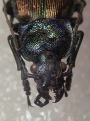 Carabus regalis regalis