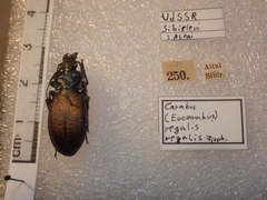 Carabus regalis regalis