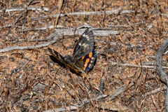 Synemon parthenoides