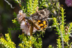Synemon parthenoides