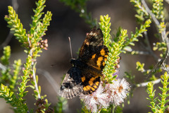 Synemon parthenoides