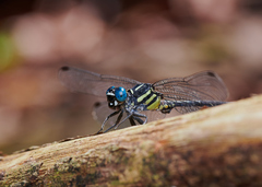 Heliogomphus promelas