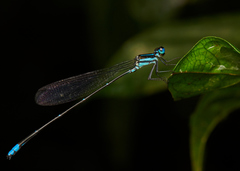 Caconeura ramburi