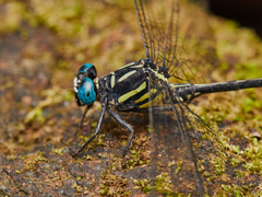 Heliogomphus promelas