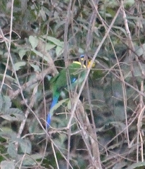 Psarisomus dalhousiae