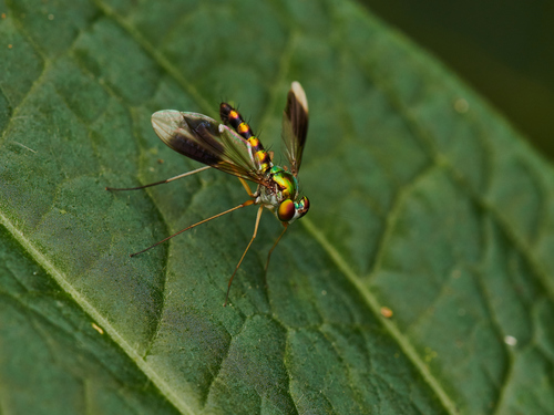 Heteropsilopus vanus · iNaturalist