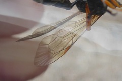 Ichneumonidae