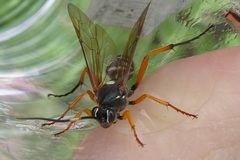 Ichneumonidae