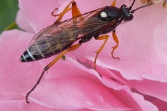 Ichneumonidae
