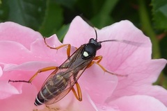 Ichneumonidae