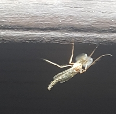 Chironomidae