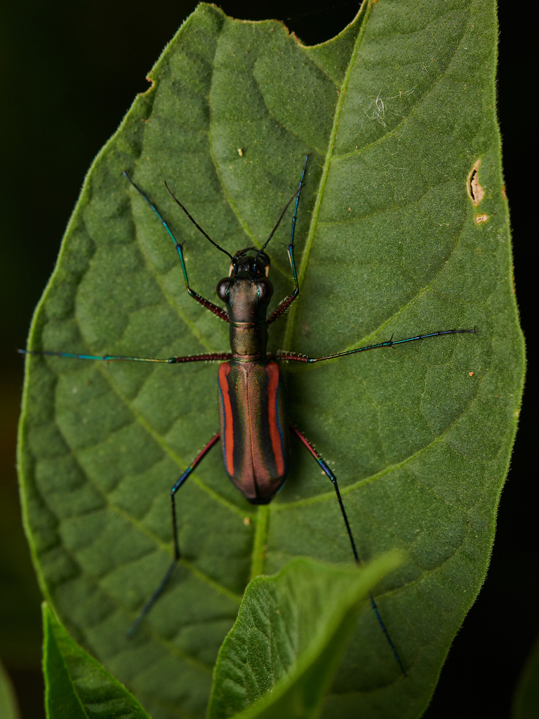 Orange-striped Tiger Beetle