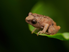 Raorchestes tuberohumerus