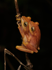 Raorchestes luteolus