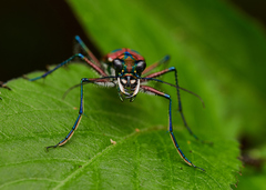 Cosmodela barmanica