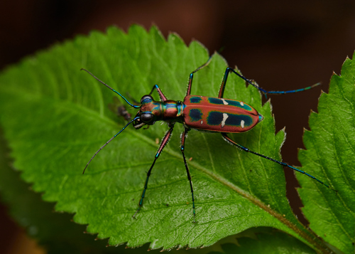 Cicindela barmanica Gestro, 1893