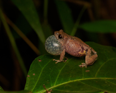 Raorchestes tuberohumerus