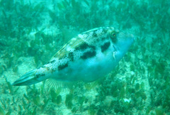 Meuschenia trachylepis