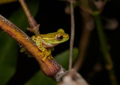 Rhacophorus lateralis