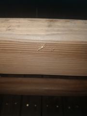 Chironomidae