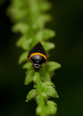 Phymatostetha deschampsi