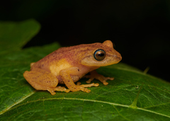 Raorchestes luteolus