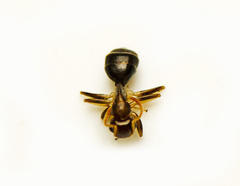 Colobopsis macrocephala