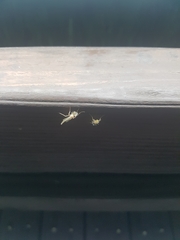 Chironomidae