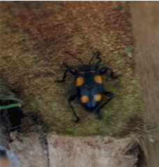 Spathomeles darwinista