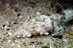 Thysanophrys cirronasus