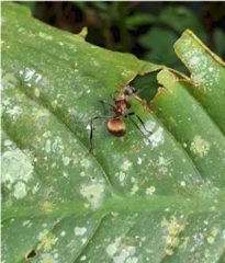 Polyrhachis bihamata