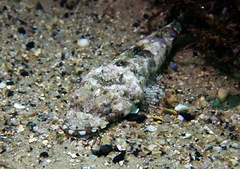 Thysanophrys cirronasus