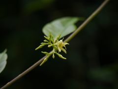 Cryptolepis buchananii