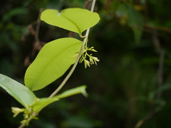 Cryptolepis buchananii