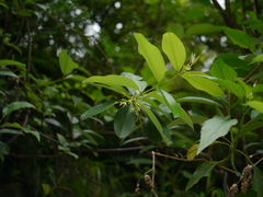 Cryptolepis buchananii
