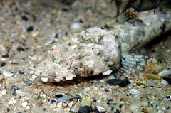 Thysanophrys cirronasus