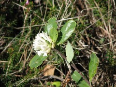 Daphne blagayana