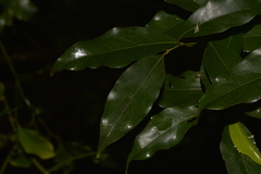 Cryptocarya bidwillii