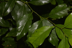 Cryptocarya bidwillii