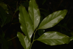 Cryptocarya bidwillii