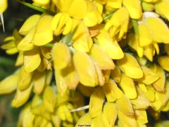 Ulex baeticus