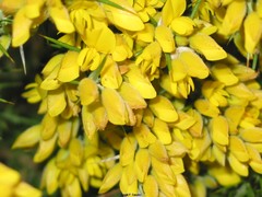 Ulex baeticus